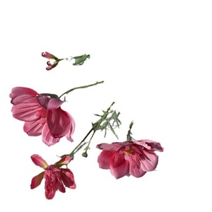 Ramo de Cosmos Artificial de 4 Cabezas, Tela de Pan Tejida con Efecto Flocado, Decoración para Bodas, Exteriores y Hogar - Product Image 5