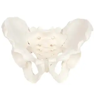 GELSONLAB HSBM-116 esqueleto Modelo de la Pelvis masculina tamaño hombre Pelvis modelo muestra importante Anatomía de la región pélvica