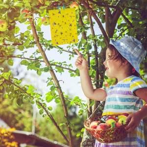 Желтая липкая ловушка 20*25 см, двусторонняя, нетоксичная, для отслеживания и борьбы с тли, белой мушкой в помещениях, теплицах и садах - Product Image 5