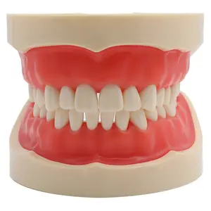 نموذج نموذج تعليم الأسنان نموذج قياسي مع 24/أسنان حلزونية