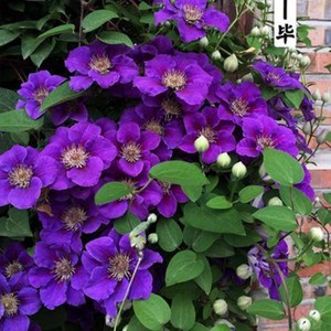 Variété de vigne de clématite originale, facile à cultiver, pour la décoration des jardins fleuris et l'aménagement extérieur - Product Image 5