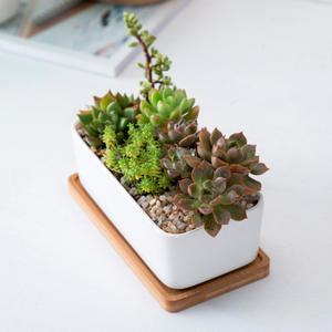 <span class=keywords><strong>Pot</strong></span> <span class=keywords><strong>rectangulaire</strong></span> en céramique blanche <span class=keywords><strong>pour</strong></span> plantes succulentes avec plateau en <span class=keywords><strong>bambou</strong></span> - Product Image 2