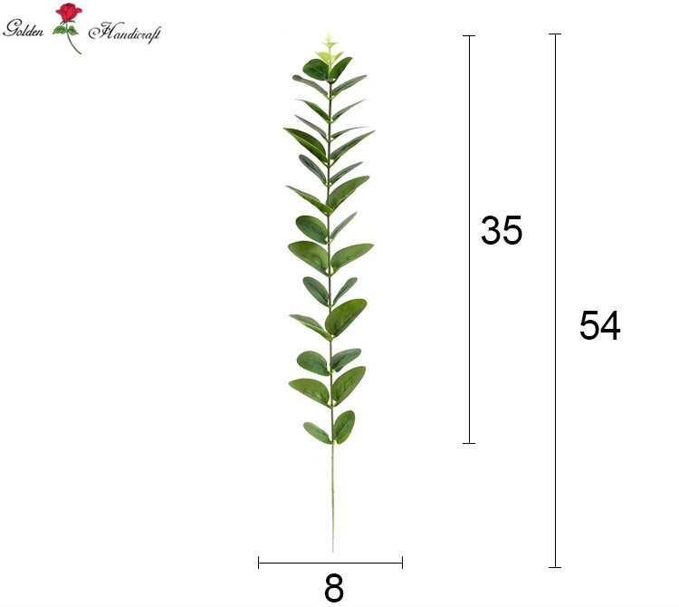 ยูคาลิปตัส1