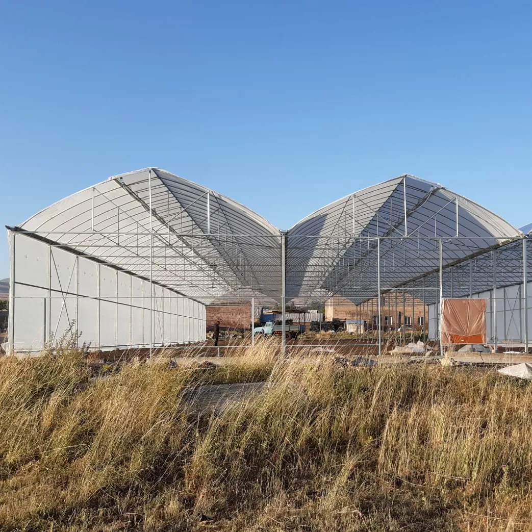 Projetos agrícolas de venda quente, design de cobertura de plástico, estufas para cultivo de tomate, estufa SUNSGH, China