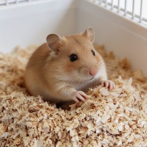 DongnaiPETS Litière pour petits animaux biodégradable écologique hautement absorbante sans poussière avec contrôle des odeurs supplémentaire 1 kg Gris/Blanc - Product Image 1