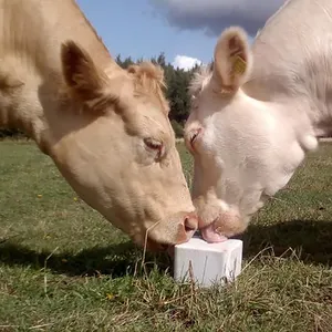 Animal Origin Organic Nutrition Mineral Block Livestock Salt Licking Stone Animal Cow Dairy Lick Salt