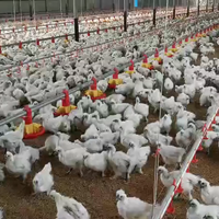 Système de contrôle automatique de l'alimentation et de la température pour poulaillers, équipement d'élevage de poulets à prix d'usine