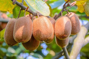 Frais <span class=keywords><strong>Hayward</strong></span> <span class=keywords><strong>Kiwi</strong></span> Vert Coeur Vitamine C 9cm <span class=keywords><strong>Kiwi</strong></span> Fruit - Product Image 4