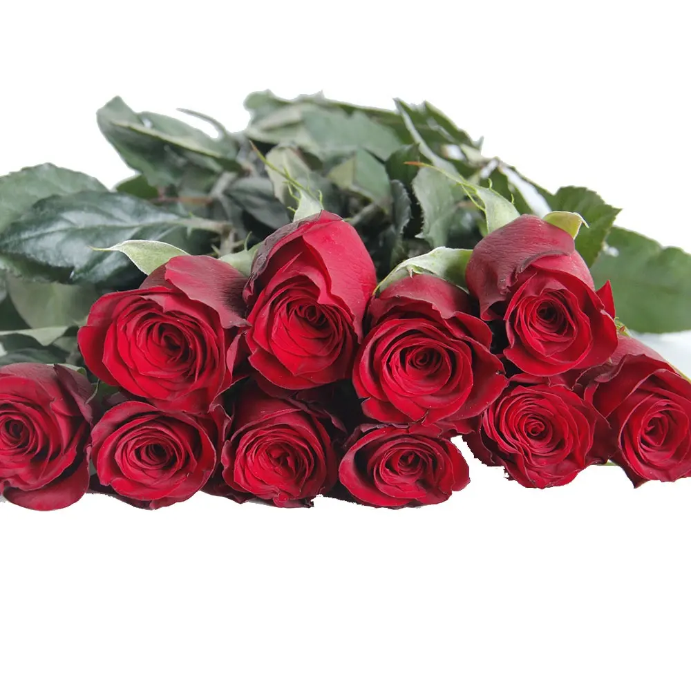 I terreni agricoli dello Yunnan forniscono direttamente fiori recisi freschi rose rosse Plateau rosso per la casa Bouquet di composizioni floreali di san valentino fai da te