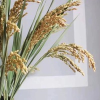 Buket bunga kering lonjakan nasi alami untuk properti foto dekorasi lima biji-bijian untuk hari ibu atau kelulusan