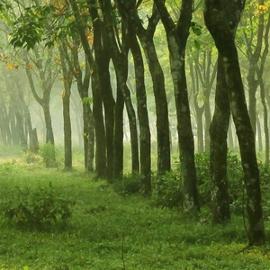 Vendite calde a prova di fuoco impermeabile albero verde murale murale carta <span class=keywords><strong>da</strong></span> parati personalizzata dropshipping per <span class=keywords><strong>camera</strong></span> <span class=keywords><strong>da</strong></span> <span class=keywords><strong>letto</strong></span> sfondo - Product Image 3