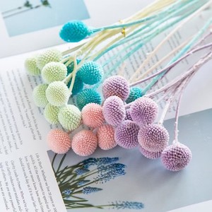 10 pièces/lot Fleurs séchées naturelles colorées <span class=keywords><strong>rouge</strong></span> <span class=keywords><strong>cerise</strong></span> pour arrangements floraux DIY de remise de diplôme, préservées <span class=keywords><strong>et</strong></span> longue durée - Product Image 3