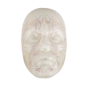 Manichino in PVC per Formazione a Iniezioni, Modelli di Viso <span class=keywords><strong>e</strong></span> Testa per Insegnamento Estetico, <span class=keywords><strong>Modello</strong></span> Anatomico - Product Image 1