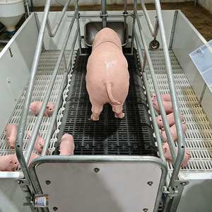 Долговечная, легкоочищаемая, безопасная для поросят родильная клетка для свиней, стальная клетка для опороса свиней для программы выращивания поросят - Product Image 1