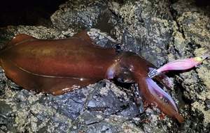 Guosong 3706 Plantilla de calamar de alta calidad para pescar 3,5 #20g señuelo luminoso cebos Egi pulpo Jig aparejos de pesca señuelos EGI <span class=keywords><strong>Yamashita</strong></span> - Product Image 2