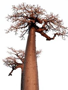 Semillas de Baobab Naturales de Zambia, Crudas, Orgánicas, Grado Agrícola para Siembra, Venta al por Mayor a Granel y Procesamiento de Extracción de Aceite - Product Image 5