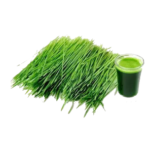 Poudre de germes d'<span class=keywords><strong>orge</strong></span> biologique, poudre d'herbe d'<span class=keywords><strong>orge</strong></span> pure - Product Image 3