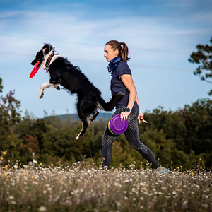 犬用ハーネスセットカスタマイズデザイン高級ソフトパッド入り軽量ソフトメッシュ調節可能 - Product Image 5