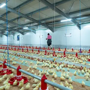 Pollos de engorde línea de alimentación de pollo botella de agua de alimentación