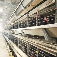Cage automatique de type H pour élevage de poulets de grande capacité, économique, pour système en batterie, galvanisation à chaud, garantie 1 an, cages pour animaux