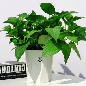 Maceta <span class=keywords><strong>de</strong></span> riego automático, maceta bonita para plantas, decoración del hogar - Product Image 5