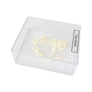 Spécimen de squelette de grenouille J43108, équipement d'expérimentation biologique pour collèges, spécimens de biologie pour collèges, matériel pédagogique - Product Image 3