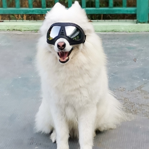 <span class=keywords><strong>Lunettes</strong></span> <span class=keywords><strong>de</strong></span> soleil <span class=keywords><strong>pour</strong></span> <span class=keywords><strong>chien</strong></span> grande taille, <span class=keywords><strong>protection</strong></span> oculaire coupe-vent et anti-neige <span class=keywords><strong>pour</strong></span> animaux <span class=keywords><strong>de</strong></span> compagnie <span class=keywords><strong>de</strong></span> grande race, idéales <span class=keywords><strong>pour</strong></span> la conduite en extérieur et le cyclisme - Product Image 2