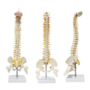 Modelo <span class=keywords><strong>de</strong></span> columna vertebral, entrenamiento <span class=keywords><strong>de</strong></span> rehabilitación anatómica, <span class=keywords><strong>postura</strong></span> sentada, 45cm, modelo <span class=keywords><strong>de</strong></span> columna vertebral médica humana <span class=keywords><strong>de</strong></span> plástico - Product Image 1