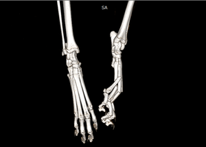 IN-VCT03 Smart F Vet pemindai Ct dokter hewan mesin pemindai tomografi terkomputerisasi - Product Image 3
