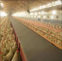 Poulailler Moderne de Style Ferme pour Petits Poulets, Structure en Acier, Cage d'Élevage de Poulets de Chair, Prix Compétitif