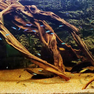 Veilige <span class=keywords><strong>aquarium</strong></span> drijfhouten boomstammen, vooraf gekookt en zinkend, OEM geaccepteerd - Product Image 5