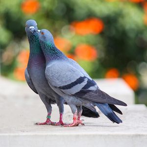 Tijgerhuid Papegaaienpoot Vogelring met Gegalvaniseerde Legering Gesloten <span class=keywords><strong>Ring</strong></span> Vogelring Lasergraveermachine voor Vogels - Product Image 3