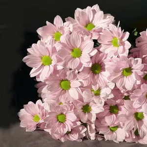 Grosir Blok Busa Floral Bunga Busa Kering Potongan Segar Bunga Bellis Perennis Marguerite Bunga Daisy