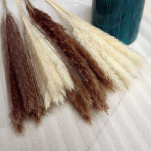 Herbe à plumes, roseau séché, fleur de roseau séchée, herbe de la pampa séchée pour la décoration de la <span class=keywords><strong>maison</strong></span> - Product Image 4