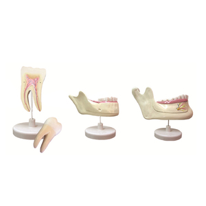 Molari, denti decidui e dente permanente ZM1049 dimensione naturale - Product Image 5
