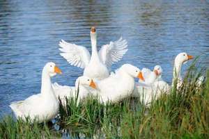 Plumes de <span class=keywords><strong>canard</strong></span> blanches, prix usine, pour oreiller, haute puissance de rembourrage, lavées, <span class=keywords><strong>duvet</strong></span> de <span class=keywords><strong>canard</strong></span> et <span class=keywords><strong>d</strong></span>'<span class=keywords><strong>oie</strong></span> neuf - Product Image 4