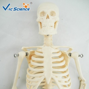 45Cm Mini <span class=keywords><strong>Skeleton</strong></span> Đồ Chơi Con Người <span class=keywords><strong>Skeleton</strong></span> Giải Phẫu Mô Hình Bộ Xương - Product Image 6