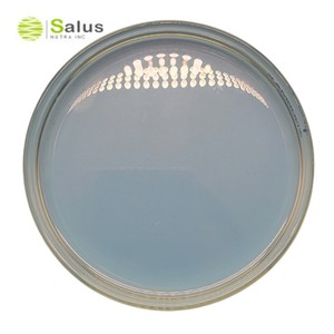 Cosmétiques Grade Cas 5466 ÉTHYLHEXYLE MÉTHOXYCINNAMATE - Product Image 5