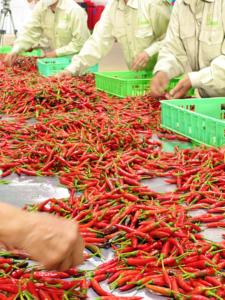 พริกแดงสดที่ปลูกในเวียดนามพร้อมคัดแยกที่สะอาดและราคาไม่แพงสำหรับการส่งออก - Product Image 4