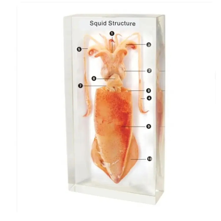 Squid Conformation Embedded Plastic Specimen