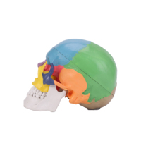 Modelo de Cráneo Humano en 3D a Tamaño Real, Color Natural, Marca Xuequan M-002, Origen CN ZHE, para Enseñanza Escolar