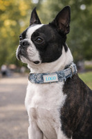 Fabricant de colliers pour chien en tissu denim avec boucle métallique réglable, personnalisés, de luxe et tendance, en gros
