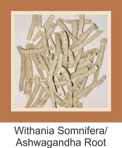 Raíces de Ashwagandha Ayurvédicas, Extracto de Planta de Alta Calidad, Polvo de Raíz de Ashwagandha, Mejor Exportador de la India, Calidad Premium - Product Image 3