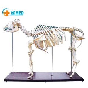 Medical science educational skeleton vivid life size superior sheep skeleton for students study