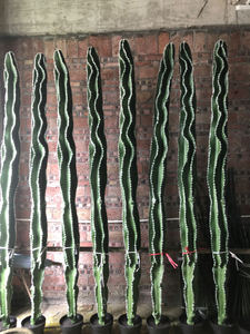<span class=keywords><strong>Cactus</strong></span> artificiel, petit bouquet, plante d'intérieur, décoration murale, arrangements chinois, grand format, matériau PU, écologique, Halloween - Product Image 6