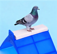 Vente en gros de fournitures pour pigeons Équipement pour pigeons Supports pour pigeons en plastique écologiques pour l'extérieur