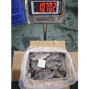 Tilapia en gros, exportation de Chine, poisson tilapia congelé, Peixe Tilapia Congelada - Product Image 5