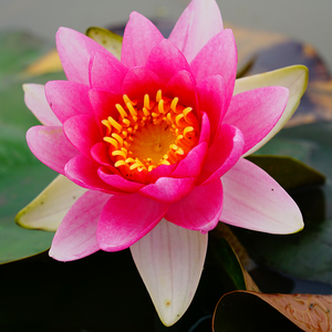 Nymphaea '<span class=keywords><strong>Rembrandt</strong></span>' - una pianta acquatica adatta per laghetti da giardino e serre - Ninfea '<span class=keywords><strong>Rembrandt</strong></span>' - Product Image 4