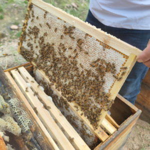 Achetez du <span class=keywords><strong>miel</strong></span> de Sidr du Yémen Al Shifa 500g, <span class=keywords><strong>miel</strong></span> <span class=keywords><strong>pur</strong></span> et naturel - Product Image 5