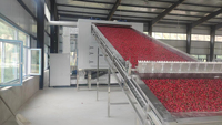Professionele Meerlaagse Transportband Gaasdroger Tunnel Groothandelsprijs Voedseldroogmachine Voor Chili Drogen Van Fruitgroente